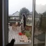 Tela mosquiteira porta de abrir